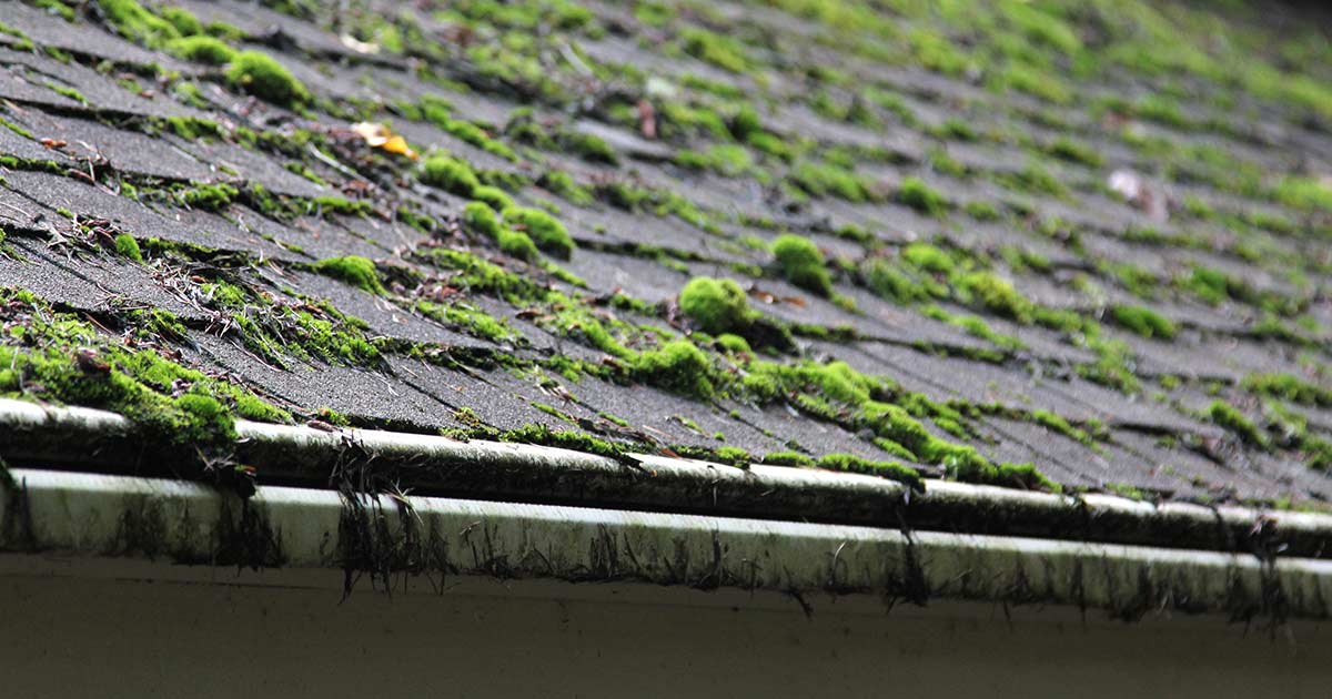 eco friendly roof moss removal